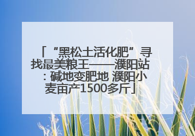“黑松土活化肥”寻找最美粮王——濮阳站：碱地变肥地 濮阳小麦亩产1500多斤