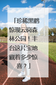 珍稀黑鹳惊现云岗森林公园！丰台这片宝地藏着多少惊喜？