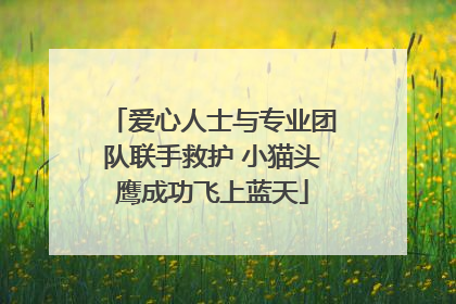 爱心人士与专业团队联手救护 小猫头鹰成功飞上蓝天