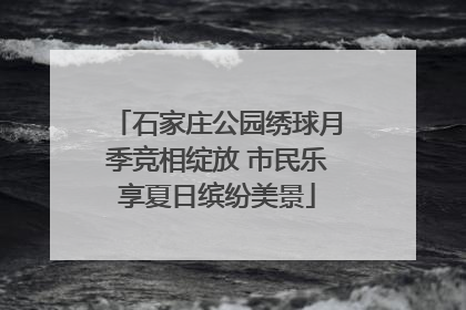 石家庄公园绣球月季竞相绽放 市民乐享夏日缤纷美景