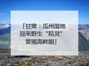 甘肃：瓜州湿地迎来野生“精灵”繁殖高峰期