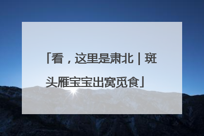 看，这里是肃北｜斑头雁宝宝出窝觅食