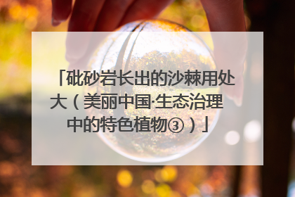 砒砂岩长出的沙棘用处大（美丽中国·生态治理中的特色植物③）