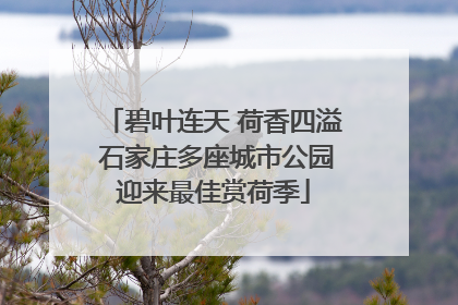 碧叶连天 荷香四溢 石家庄多座城市公园迎来最佳赏荷季