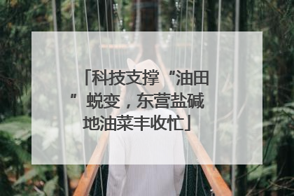 科技支撑“油田”蜕变，东营盐碱地油菜丰收忙