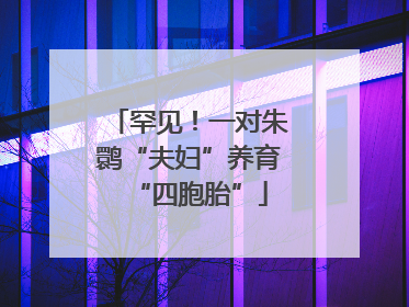 罕见！一对朱鹮“夫妇”养育“四胞胎”