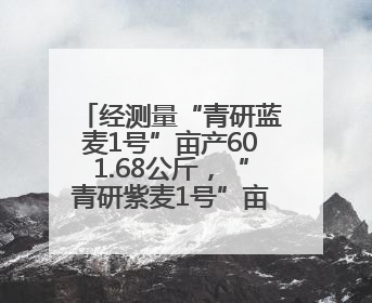 经测量“青研蓝麦1号”亩产601.68公斤，“青研紫麦1号”亩产671公斤