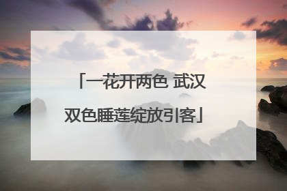 一花开两色 武汉双色睡莲绽放引客
