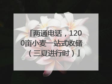两通电话，1200亩小麦一站式收储（三夏进行时）