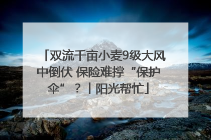 双流千亩小麦9级大风中倒伏 保险难撑“保护伞”？丨阳光帮忙