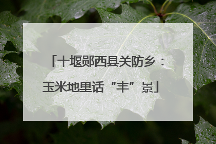 十堰郧西县关防乡：玉米地里话“丰”景