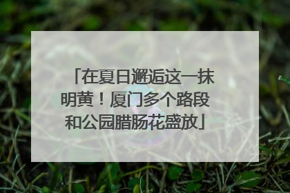 在夏日邂逅这一抹明黄！厦门多个路段和公园腊肠花盛放