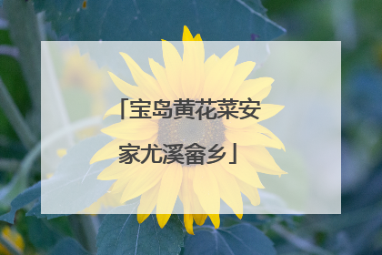 宝岛黄花菜安家尤溪畲乡