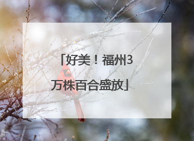 好美！福州3万株百合盛放