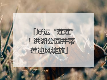 好运“莲莲”！洪湖公园并蒂莲迎风绽放