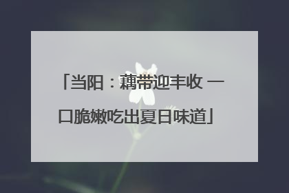 当阳：藕带迎丰收 一口脆嫩吃出夏日味道