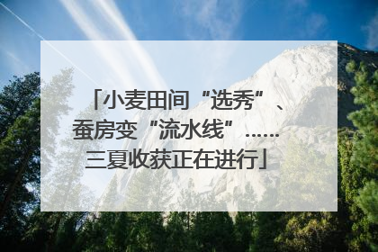 小麦田间“选秀”、蚕房变“流水线”……三夏收获正在进行