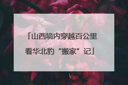 山西境内穿越百公里 看华北豹“搬家”记