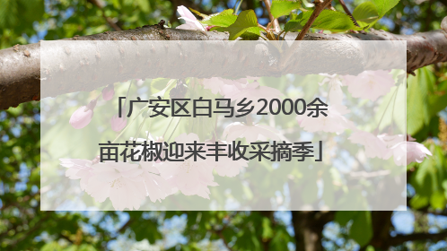 广安区白马乡2000余亩花椒迎来丰收采摘季