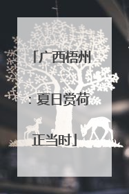 广西梧州：夏日赏荷正当时