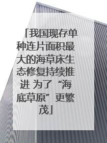 我国现存单种连片面积最大的海草床生态修复持续推进 为了“海底草原”更繁茂