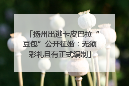 扬州出逃卡皮巴拉“豆包”公开征婚：无须彩礼且有正式编制