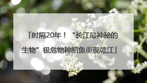 时隔20年！“长江最神秘的生物”极危物种鳤鱼重现赣江