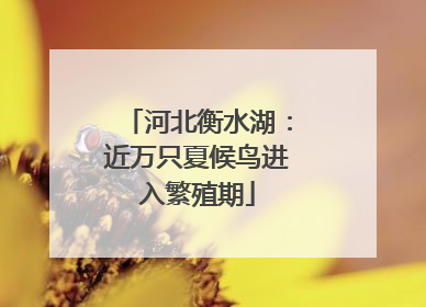 河北衡水湖：近万只夏候鸟进入繁殖期