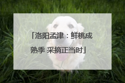 洛阳孟津：鲜桃成熟季 采摘正当时