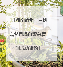湖南靖州：巨树轰然倒塌前紧急管制成功避险