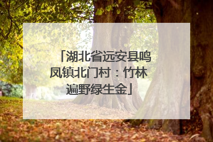 湖北省远安县鸣凤镇北门村：竹林遍野绿生金