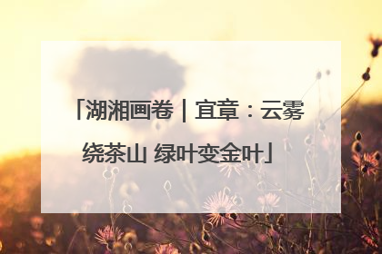 湖湘画卷｜宜章：云雾绕茶山 绿叶变金叶