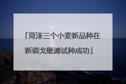 菏泽三个小麦新品种在新疆戈壁滩试种成功