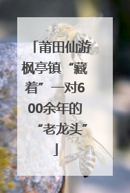 莆田仙游枫亭镇“藏着”一对600余年的“老龙头”