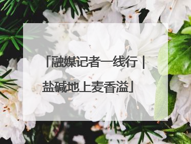 融媒记者一线行｜盐碱地上麦香溢