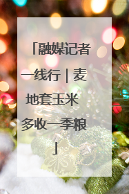 融媒记者一线行｜麦地套玉米 多收一季粮
