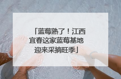 蓝莓熟了！江西宜春这家蓝莓基地迎来采摘旺季