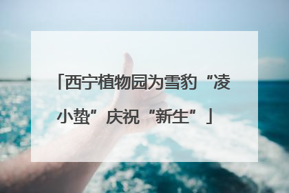 西宁植物园为雪豹“凌小蛰”庆祝“新生”