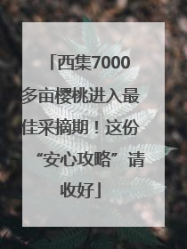 西集7000多亩樱桃进入最佳采摘期！这份“安心攻略”请收好