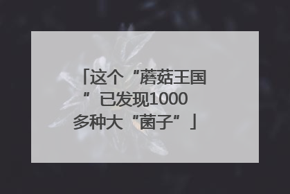 这个“蘑菇王国”已发现1000多种大“菌子”