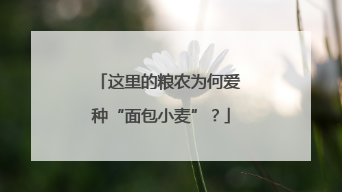 这里的粮农为何爱种“面包小麦”？