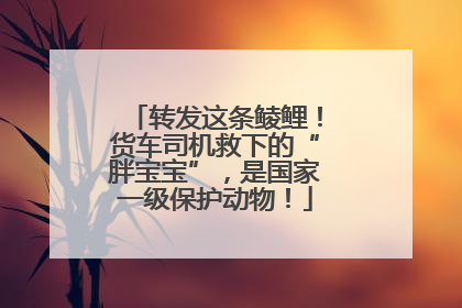 转发这条鲮鲤！货车司机救下的“胖宝宝”，是国家一级保护动物！