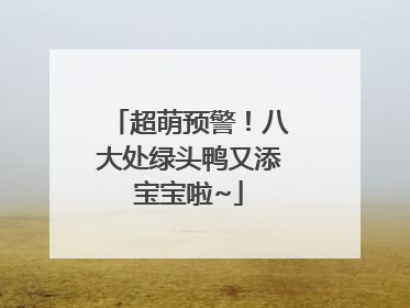 超萌预警！八大处绿头鸭又添宝宝啦~