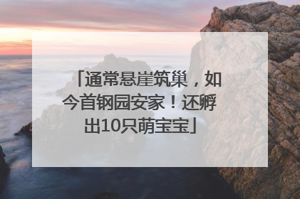 通常悬崖筑巢，如今首钢园安家！还孵出10只萌宝宝