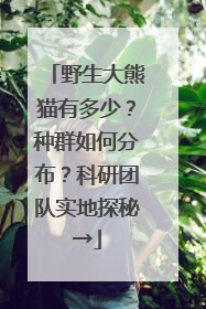 野生大熊猫有多少？种群如何分布？科研团队实地探秘→