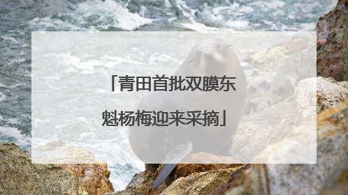 青田首批双膜东魁杨梅迎来采摘