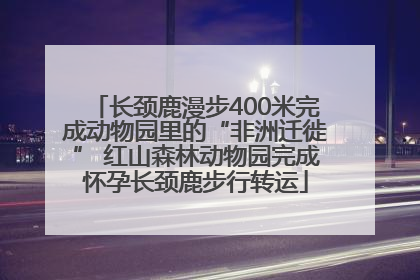 长颈鹿漫步400米完成动物园里的“非洲迁徙” 红山森林动物园完成怀孕长颈鹿步行转运