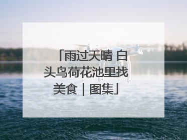 雨过天晴 白头鸟荷花池里找美食｜图集