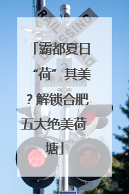 霸都夏日“荷”其美？解锁合肥五大绝美荷塘